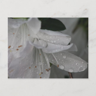 Duw op een azalea briefkaart