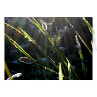 Duw op gras