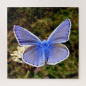 Dwarf Blue Butterfly Legpuzzel (Verticaal)