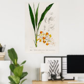 Dwarf cardamom (Alpinia nutans) Poster (Thuiskantoor)