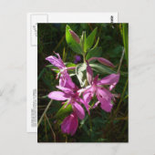 Dwarf Fireweed Blossom, Unalaska Island Briefkaart (Voorkant / Achterkant)
