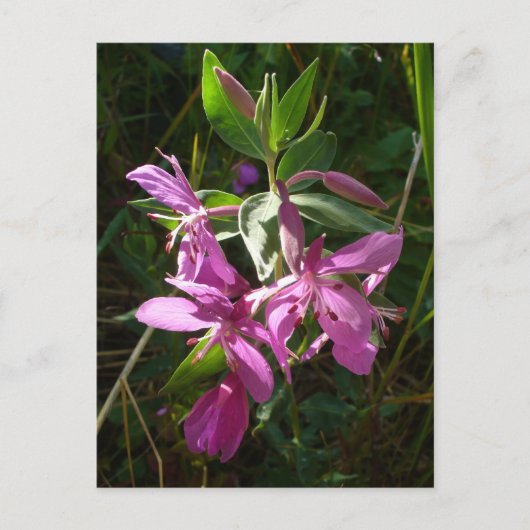 Dwarf Fireweed Blossom, Unalaska Island Briefkaart (Voorkant)