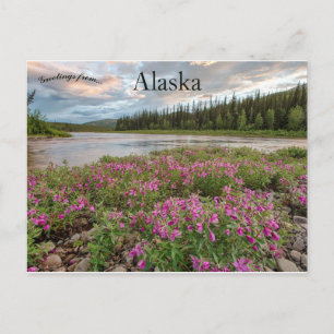 Dwarf Fireweed langs de Beaver Creek Alaska Briefkaart