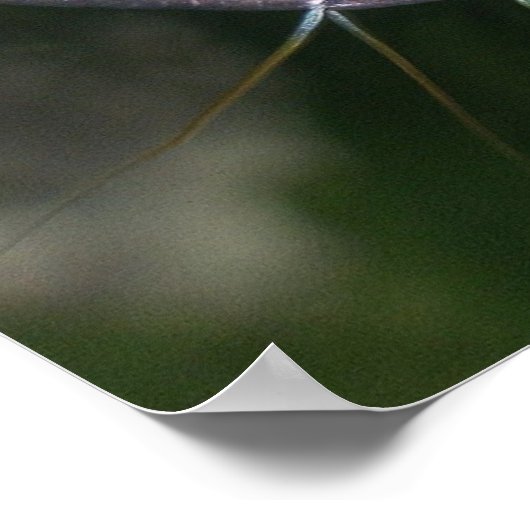 Dwarf Gourami - Colisa lalia Poster (Hoek)