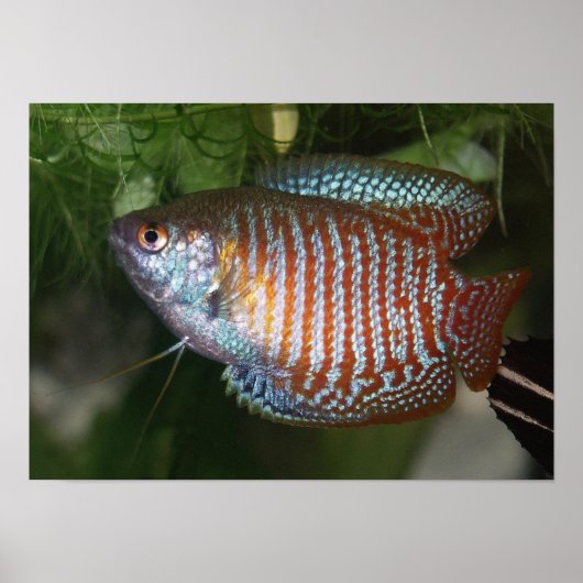 Dwarf Gourami - Colisa lalia Poster (Voorkant)