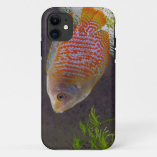 Dwarf Gourami Fish iPhone 11 Hoesje