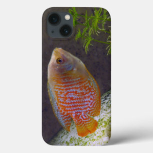Dwarf Gourami Fish iPhone 13 Hoesje