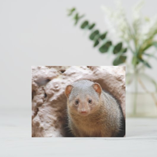Dwarf Mongoose Briefkaart (Staand voorkant)