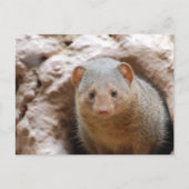 Dwarf Mongoose Briefkaart (Voorkant)