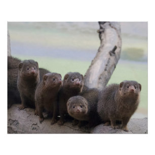 Dwarf Mongoose Pack Perfect Poster