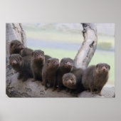 Dwarf Mongoose Pack Poster (Voorkant)