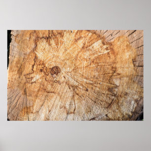 dwarsdoorsnede van de appelboom (Malus)abstract, b Poster