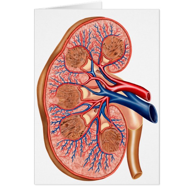dwarsdoorsnede van de interne anatomie van een nie (Voorkant)