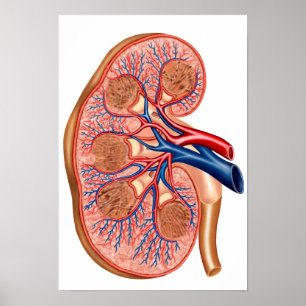 dwarsdoorsnede van de interne anatomie van een nie poster