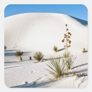 Dwarsduinen en Soaptree Yucca Vierkante Sticker