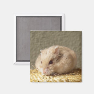Dwerg Russische Hamster met Volle Wangen Magneet