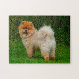 Dwerg Spitz Pomeranian Hond. Legpuzzel
