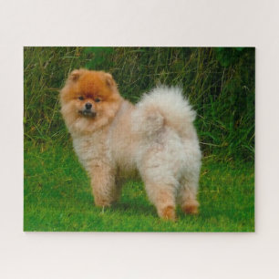 Dwerg Spitz Pomeranian Hond. Legpuzzel