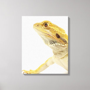 Dwergdraak (Pogona Vitticeps) Canvas Afdruk