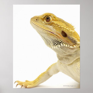 Dwergdraak (Pogona Vitticeps) Poster