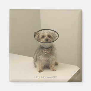 Dwerghond met beschermende kraag magneet