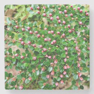 Dwergmispel Cotoneaster horizontalis Stenen Onderzetter