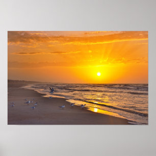 Dwergsternen op het Strand, Money Bayou Beach, Flo Poster