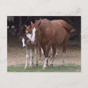 DX - Briefkaart voor prachtige paarden