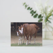 DX - Carte postale Chevaux de beauté (Debout devant)