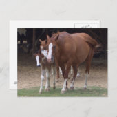 DX - Carte postale Chevaux de beauté (Devant / Derrière)