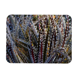 Dyckia delights magneet