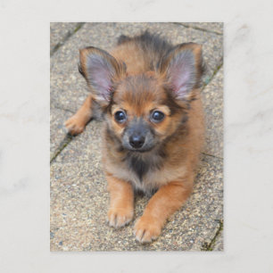 Dylan Cute Long Hair Chihuahua Puppy Briefkaart