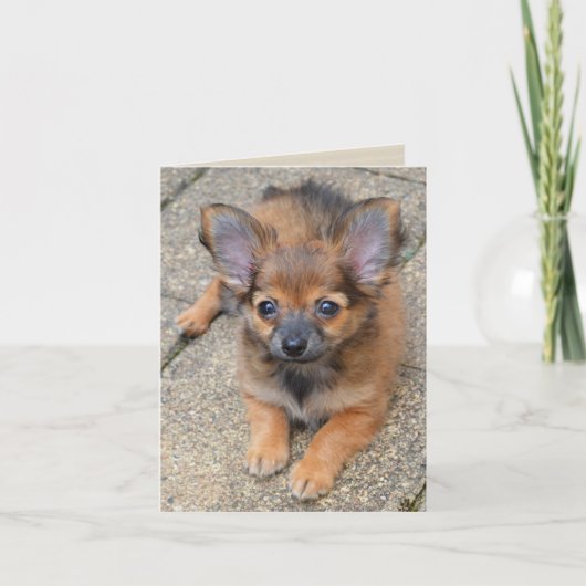 Dylan Schattige Lang Haar Chihuahua Puppy Verjaard Kaart (Voorkant)