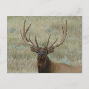 E10 Bull Elk in Velvet Head Shot Briefkaart