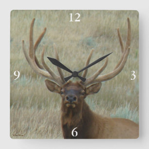 E10 Bull Elk in Velvet Head Shot Vierkante Klok