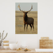 E13 Bull Elk Grass in Hoorns Poster (Keuken)