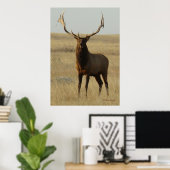 E13 Bull Elk Grass in Hoorns Poster (Thuiskantoor)