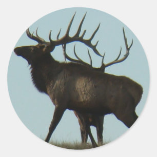E14 Bull Elk Silhouette Ronde Sticker