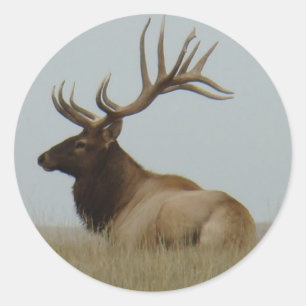 E15 Bulleneland Ronde Sticker