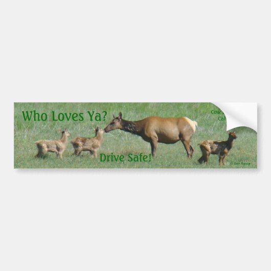 E16 Kow Elk en Calves Bumpersticker (Voorkant)