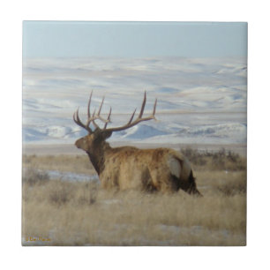 E22 Bull Elk en Besneeuwde Heuvels Tegeltje