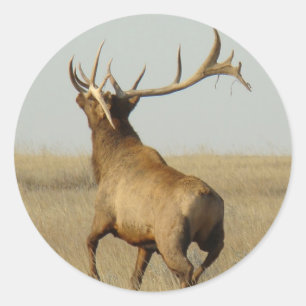 E23 Grote Mannetjeseland Gras in Hoorns Ronde Sticker
