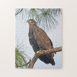 E23 SWFL Eagle Cam Puzzel