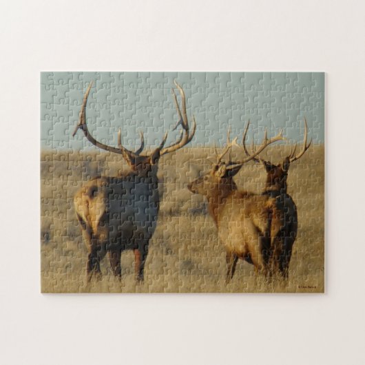 E28 Bull Elk op stap Legpuzzel (Horizontaal)
