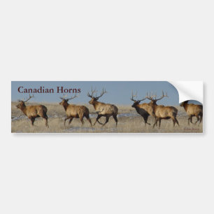 E2 Bull Elk Rent Bumpersticker