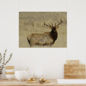 E30 Bull Elk Big Bull Poster (Keuken)