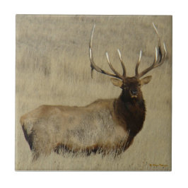 E30 mannetjeshert Grote stier Tegeltje