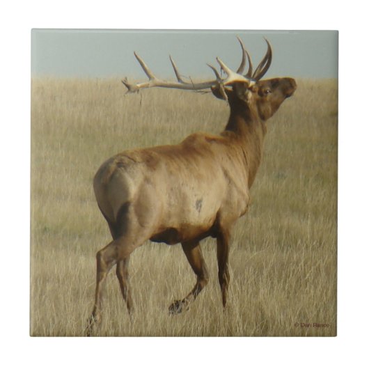 E35 Bull Elk Grass in Hoorns Tegeltje (Voorkant)