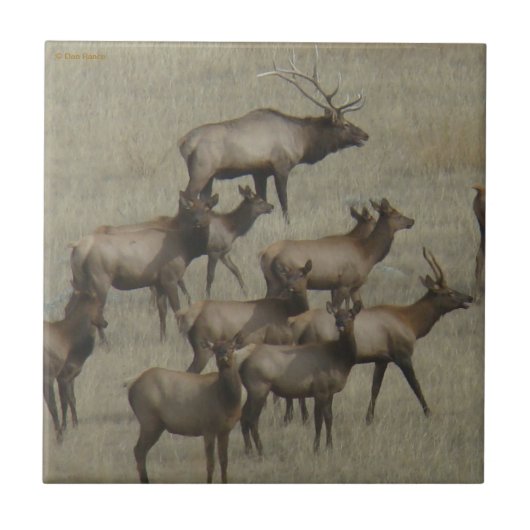 E37 Elk Herd Tegeltje (Voorkant)