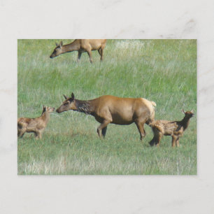 E3 Koe-eland en kalveren Briefkaart